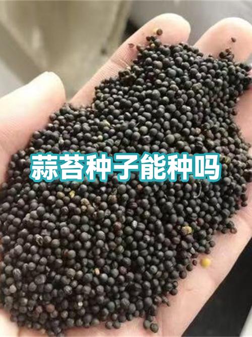 专用蒜苔种子图片图标