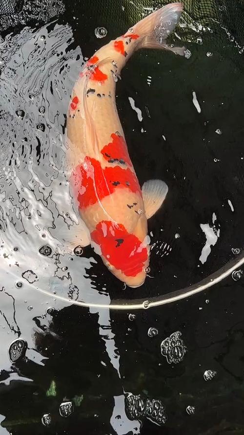 锦鲤小鱼