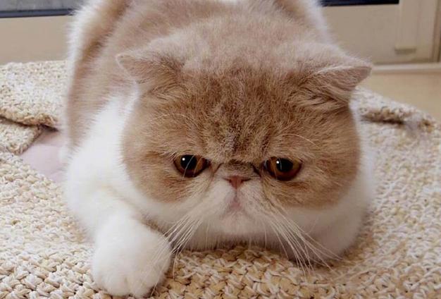 加菲猫和橘猫哪个有泪