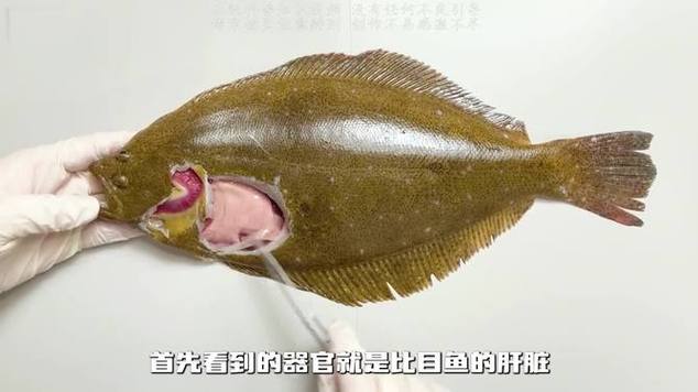 比目鱼怎么处理内脏