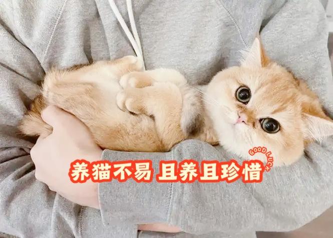 一起来养猫无限爱心版