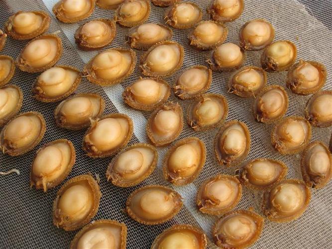 鲍鱼盒子9.9图标