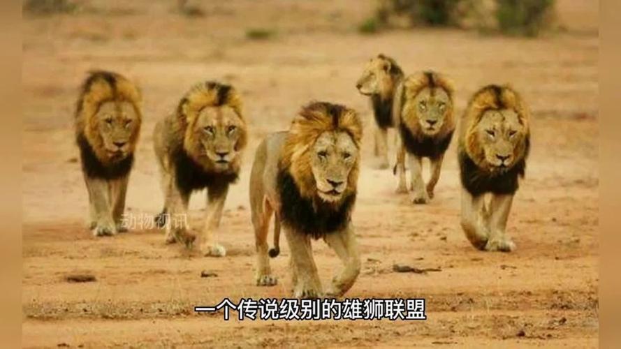 自然传奇坏男孩联盟