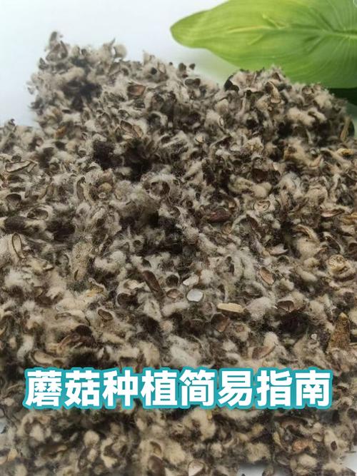 最简单的蘑菇种植方法缩略图