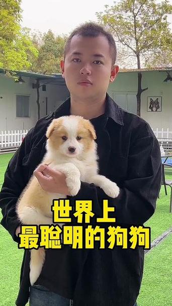 小蛋黄的狗是什么品种