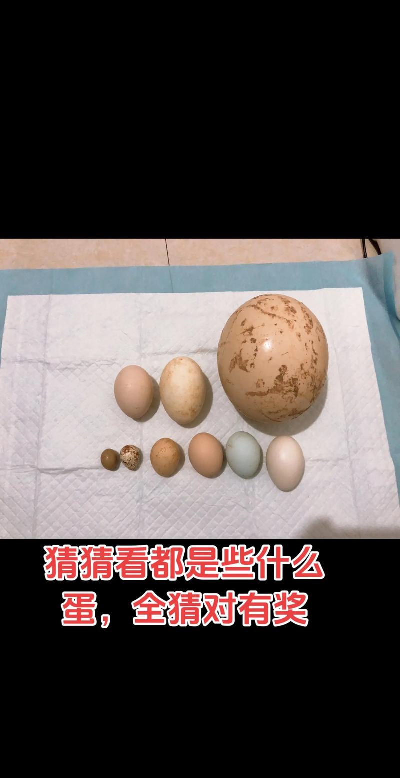 蛋蛋赞新版本游戏截图