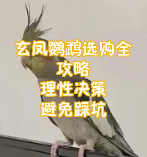 红眼玄凤属于什么档次