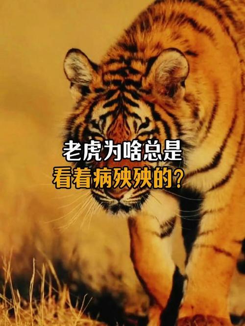 62年虎一般死于啥病