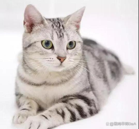 美短猫和狸花猫太像了