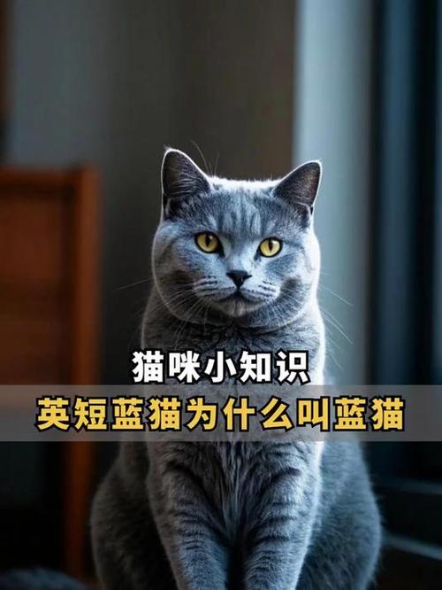 英短是蓝猫吗