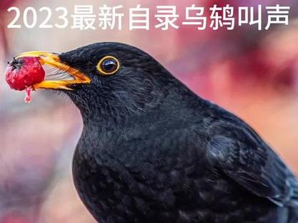 乌鸫的叫声