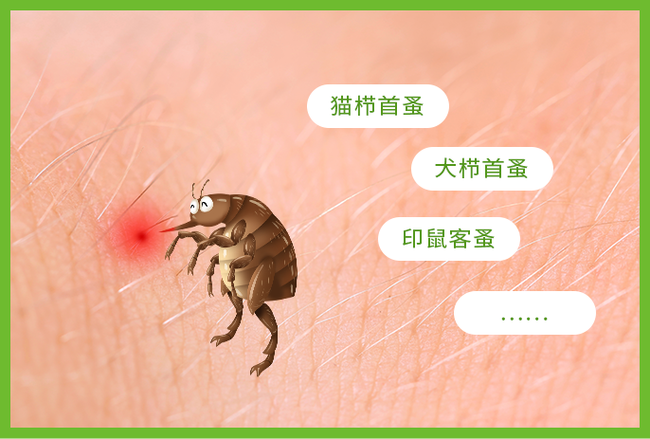 小痒虫是谁的粉丝