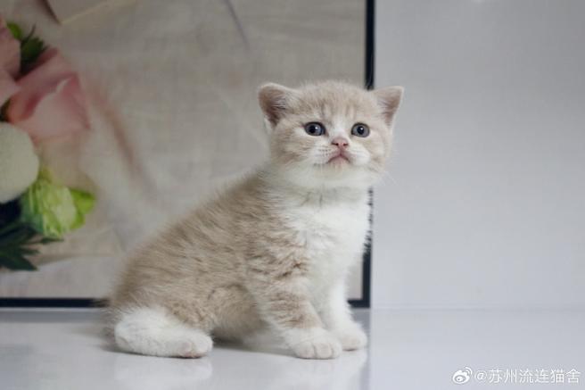 短短小喵图标