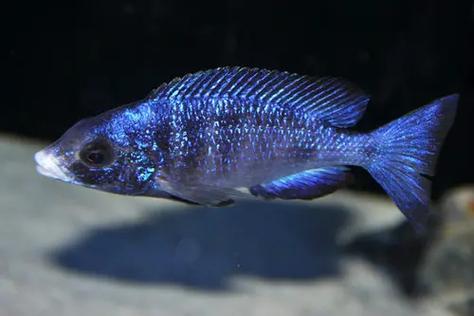 大蓝色鸯歌鱼叫什么魚