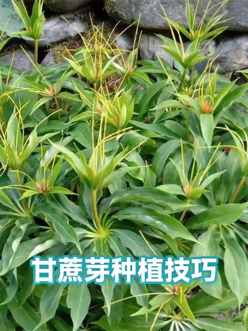 我的世界烈焰甘蔗怎么种