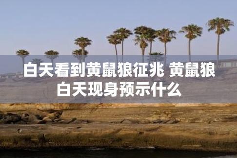 大白天看见黄鼠狼是好事还是坏事