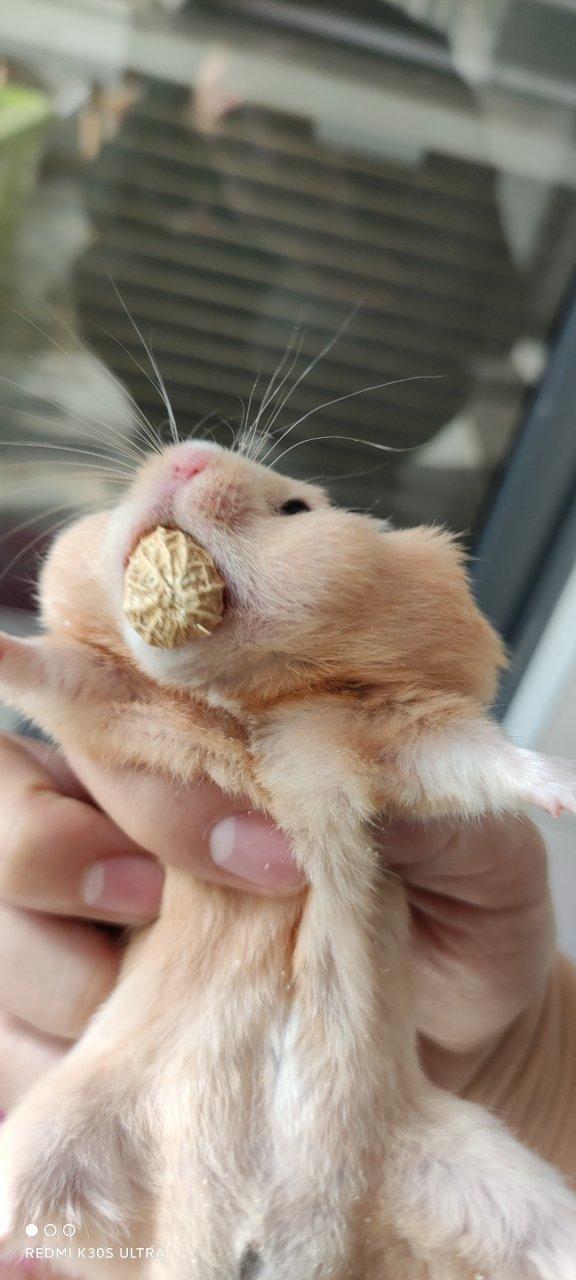 嘴巴里能藏东西的老鼠