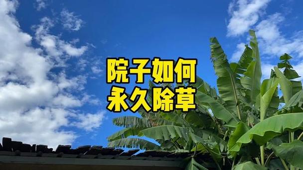 院子里长草怎么办