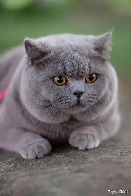 蓝猫视频更新后蓝天