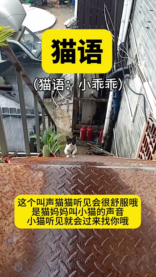引猫的叫声mp3