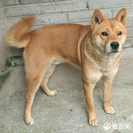 本人有土狗出售联系方式