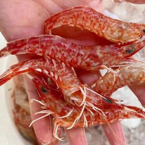 生虾有红色的吗?图标
