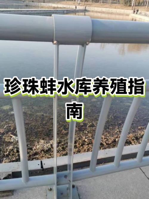 怎么养珍珠蚌