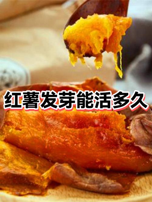 红薯埋土里多久能发芽