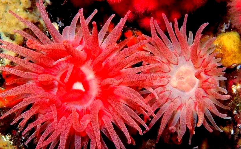 海葵在海里的样子