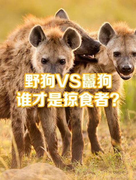 非洲野犬最痛恨鬣狗缩略图