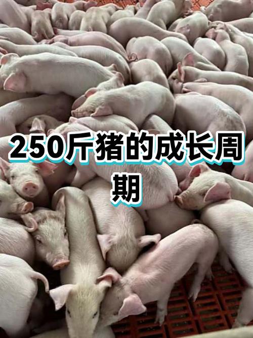 标准猪多少斤
