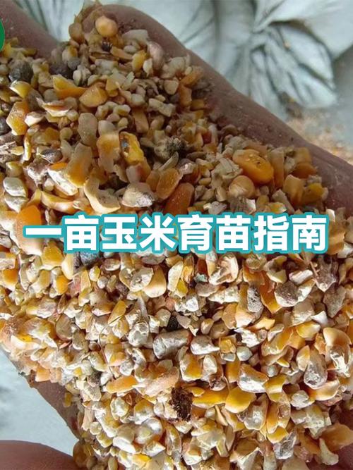 玉米芯育苗6大忌