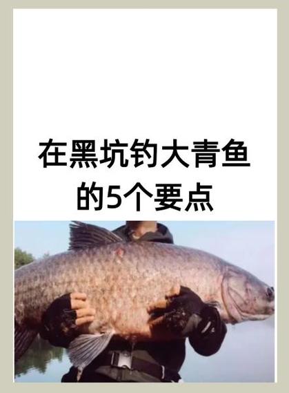 花生粒钓青鱼最佳用法
