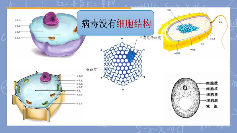病毒的基本结构是