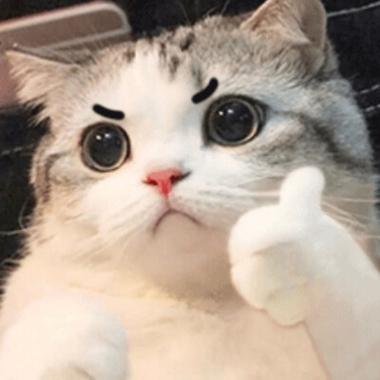 猫咪竖大拇指表情包