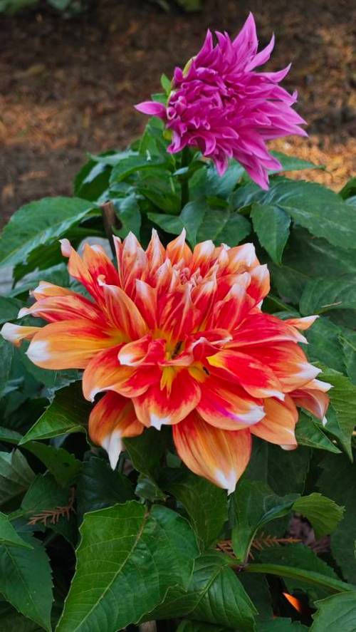大丽花最建议买的6种花