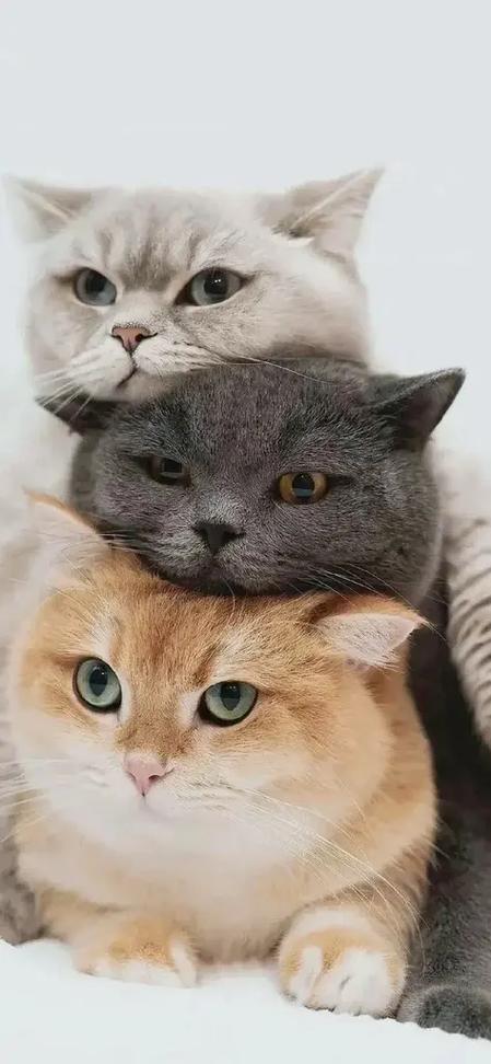 猫咪最新版官方下载