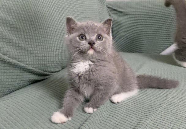 蓝猫烟26种价目表