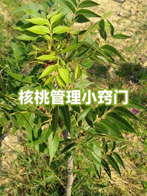 核桃树的管理方法