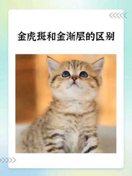 金渐层怎么配出来的
