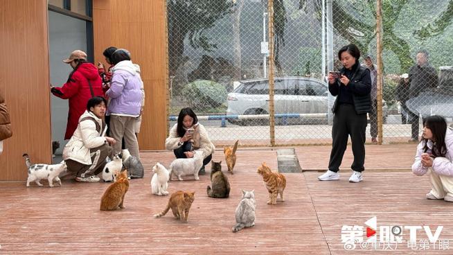 小猫赚