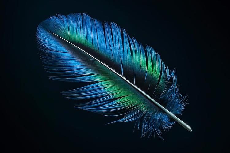 飞羽图片