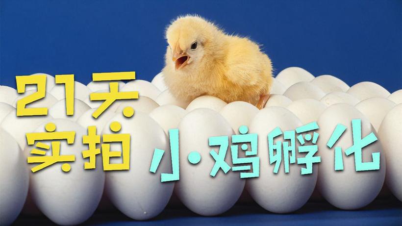 小鸡孵化的视频教学
