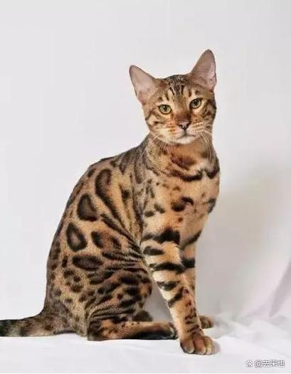 十大名贵猫前十名