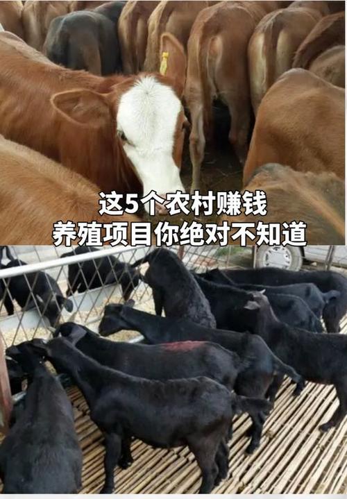 开养殖场赚钱吗缩略图