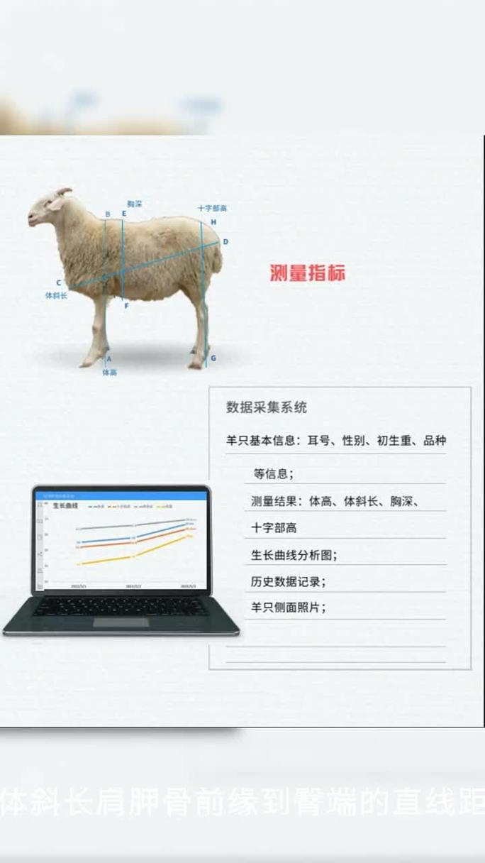 羊腔子能出多少肉