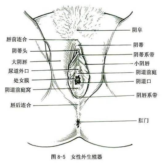 女性生殖系统的整体结构