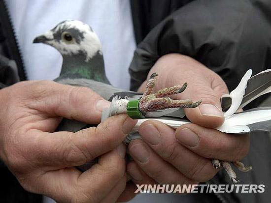飞鸽传信游戏截图