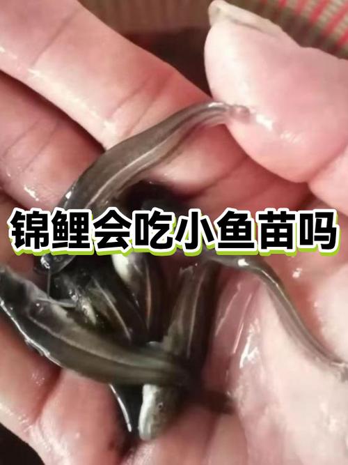 10cm锦鲤能吃2cm小鱼吗