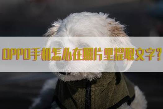 oppo手机照片如何提取文字